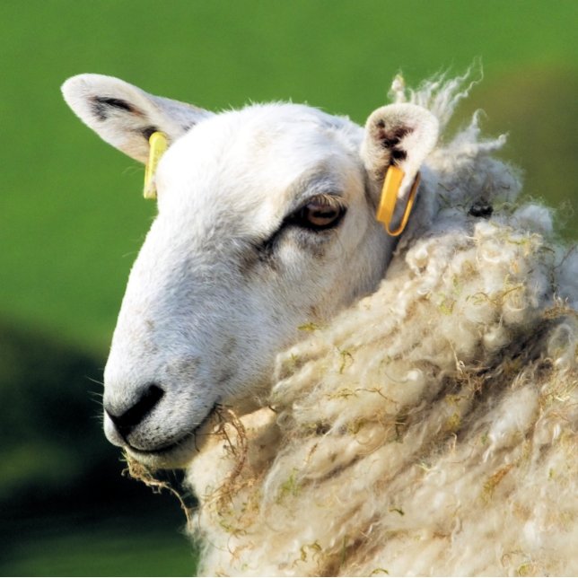 ABREBOTELLAS OVEJAS (A photographic design of a cute sheep.)