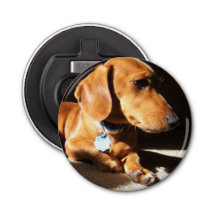 Perro casero del Dachshund