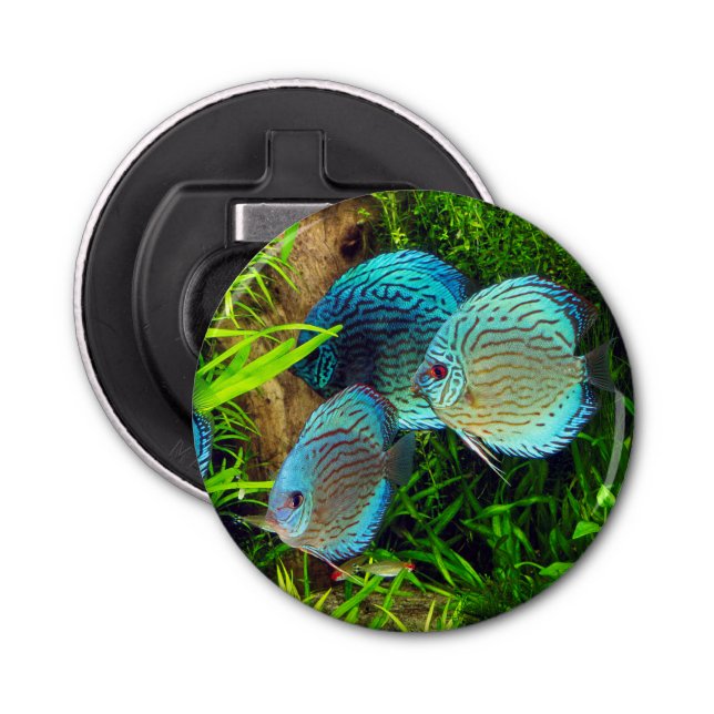 Abrebotellas Turquoise Blue Discus (Anverso)
