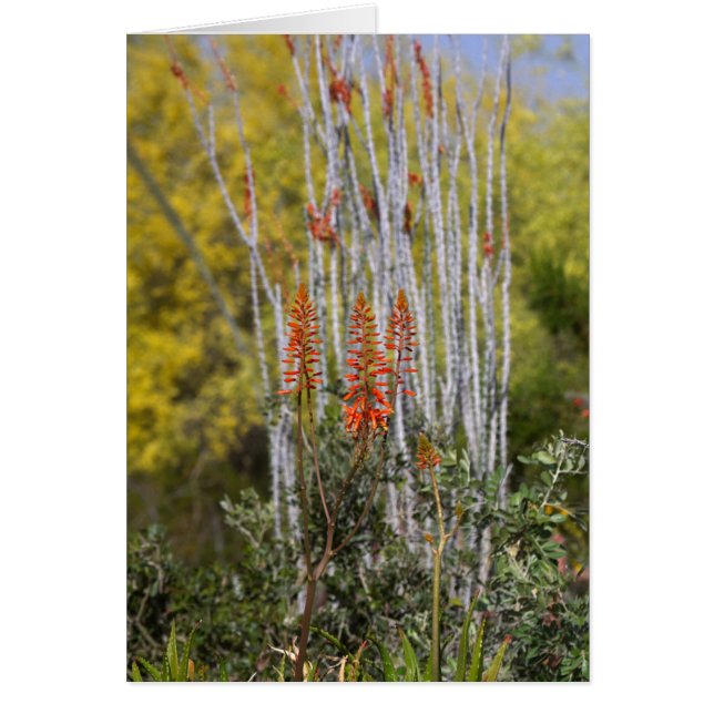 Abril en el desierto de Arizona (Frente)