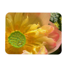 Abrir imán de Lotus