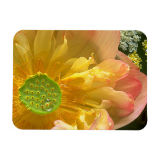 Abrir imán de Lotus