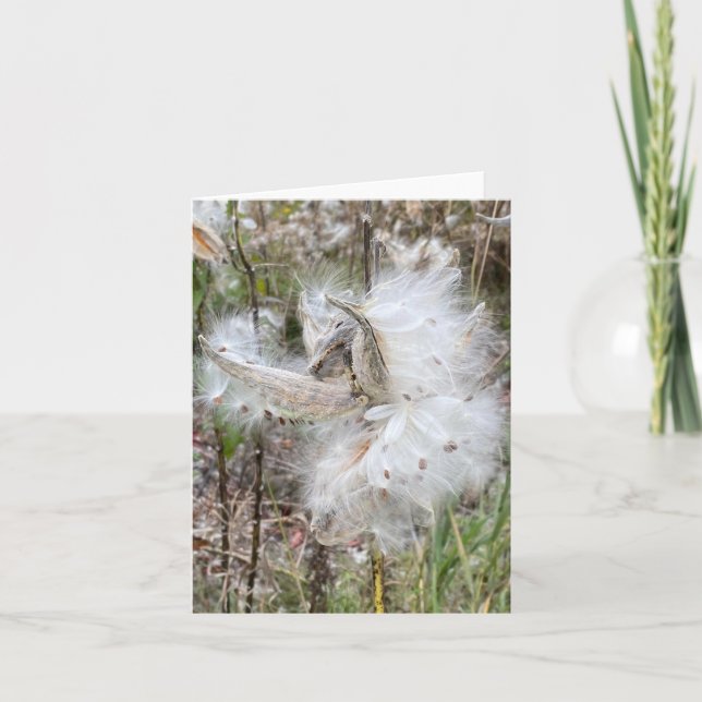 Abrir Pods Milkweed | Semillas con seda | (Anverso)