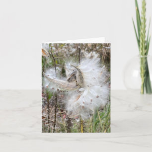 Abrir Pods Milkweed   Semillas con seda  
