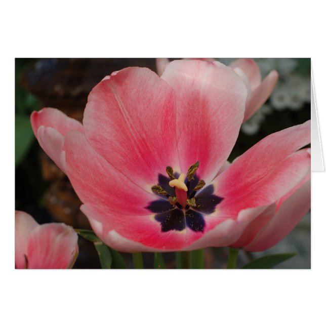 Abrir Tulip (Anverso (Horizontal))