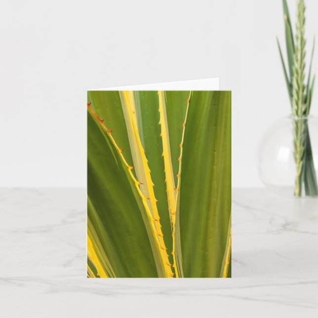 Abstracto de planta agave (Anverso)