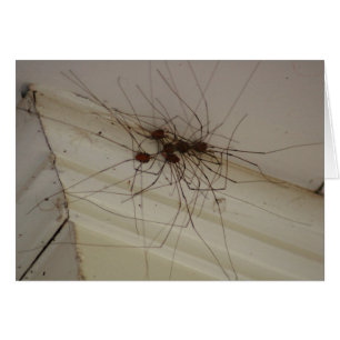 abuelito de piernas largas regalos de araña