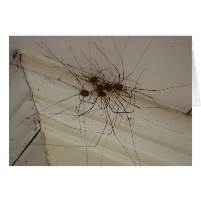 abuelito de piernas largas regalos de araña (Anverso (Horizontal))
