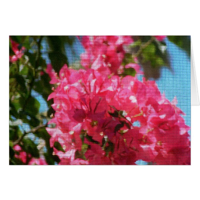 Abundantes de Bougainies (Anverso (Horizontal))