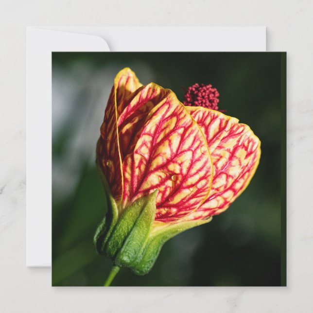 Abutilon Biltmore Ballgown (Anverso)