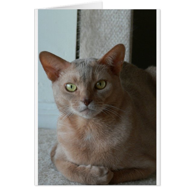 Abyssinian (Frente)