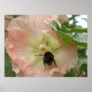 ¡Acabo de aterrizar! Abeja en la impresión Hollyho
