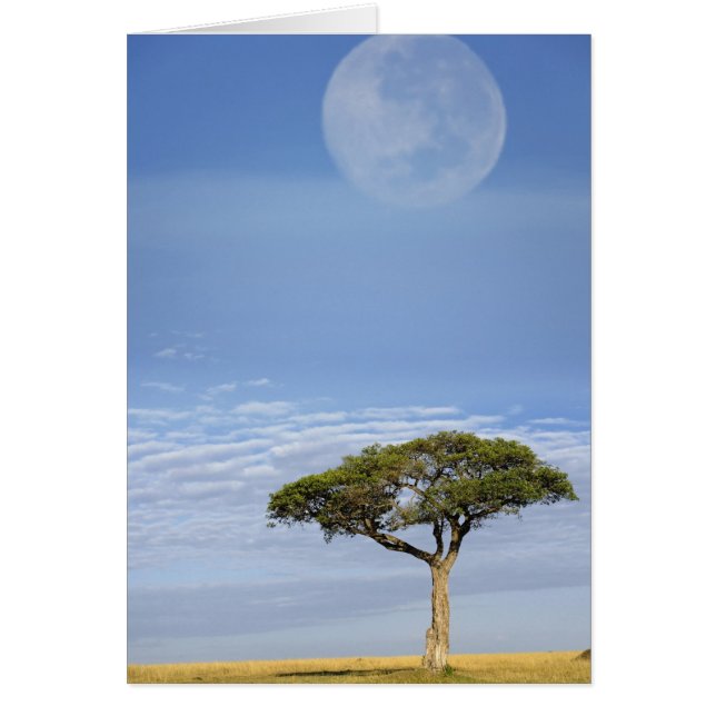 Acacia, Acacia tortilis, y (Frente)