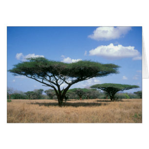 Acacia tortilis, Mkuze