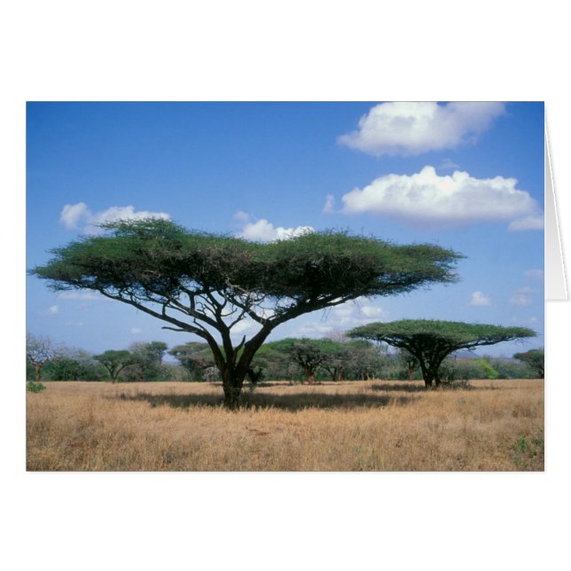 Acacia tortilis, Mkuze (Anverso (Horizontal))