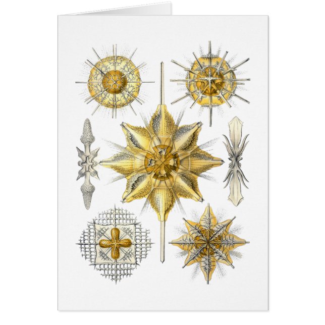 Acanthometra (Frente)