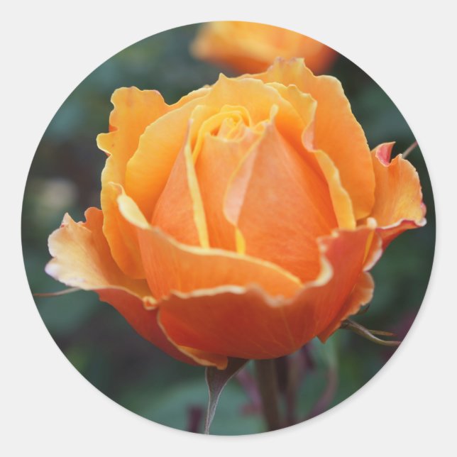 Acerca de los Rosas #1 Pegatinas (Anverso)