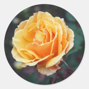 Acerca de los Rosas #3 Pegatinas