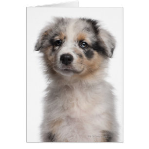 Acercamiento de la cachorra de Blue Merle Australi