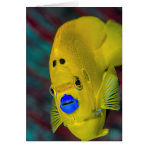 Acercamiento de los Angelfish