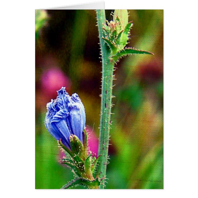 achicoria sin abrir (Frente)