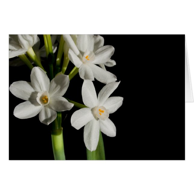 Acontecimiento De Primavera De Flores Blancas Y Ta (Anverso (Horizontal))