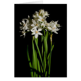 Acontecimiento De Primavera De Flores Blancas Y Ta