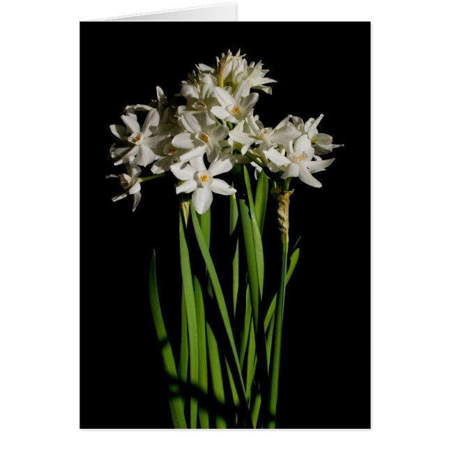 Acontecimiento De Primavera De Flores Blancas Y Ta (Frente)