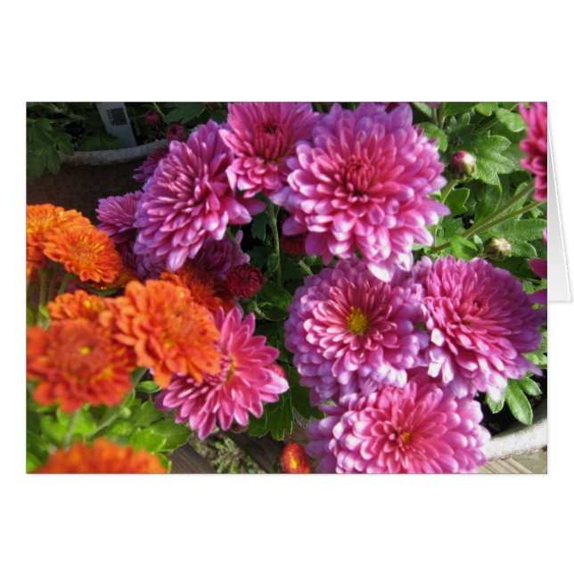 Acopio de mamáes (Anverso (Horizontal))