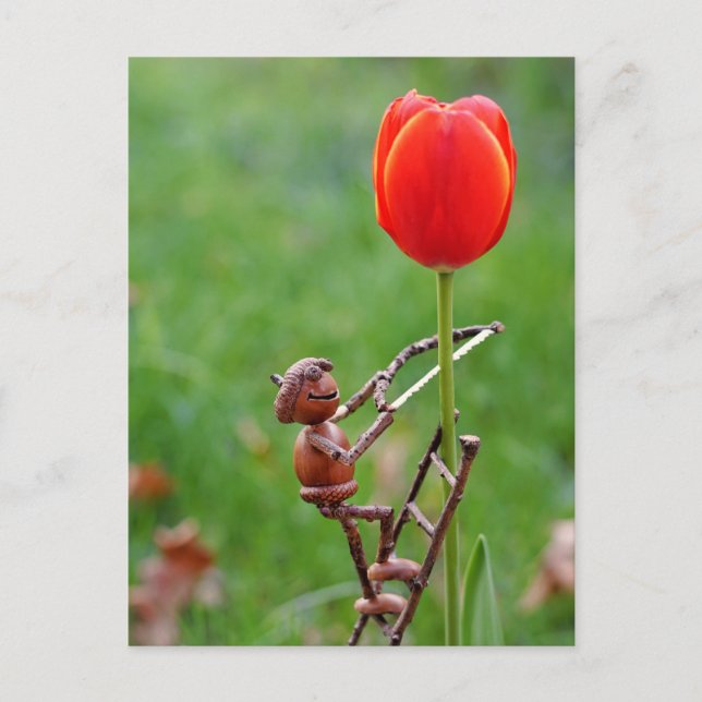Acorn elf como tulip gardener postal (Anverso)
