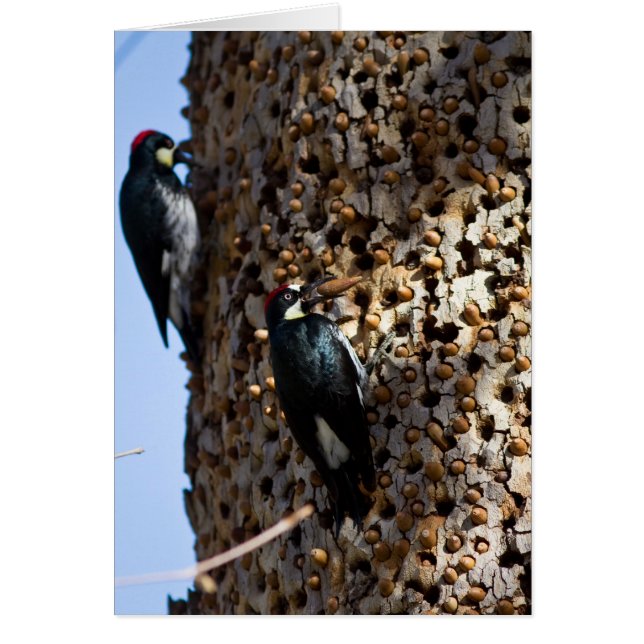 Acorn Woodpeckers (Frente)