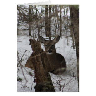 Acostado abajo en Haynesville, Maine