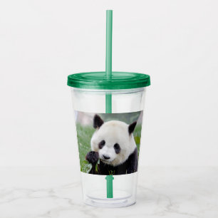 Acrílico Vaso acrílico. Panda gigante de la foto, panda gea