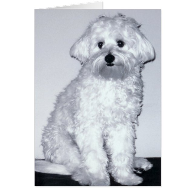 Actitud blanca del perrito (Frente)