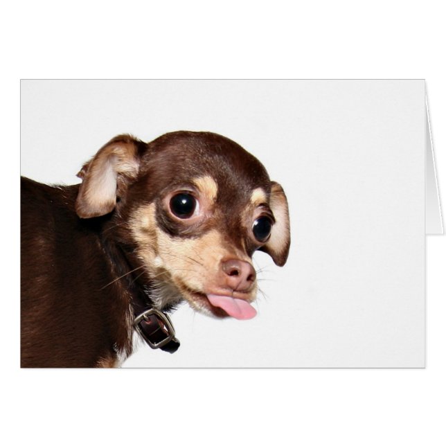 actitud chihuahua (Anverso (Horizontal))