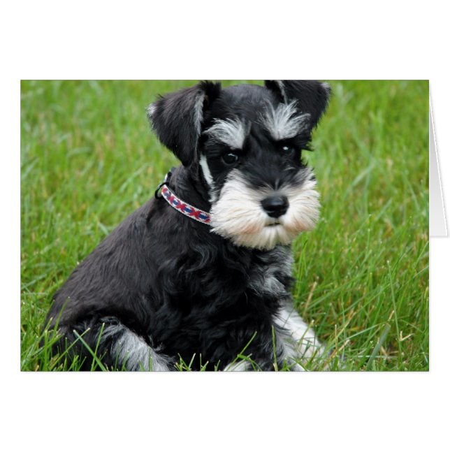 Actitud De Cachorro (Anverso (Horizontal))