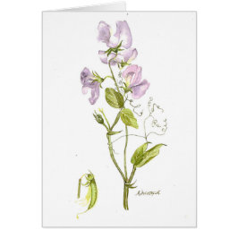 Acuarela de arveja dulce morada suave