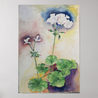 Acuarela de Flor Blanca – Impresión de Arte Botáni