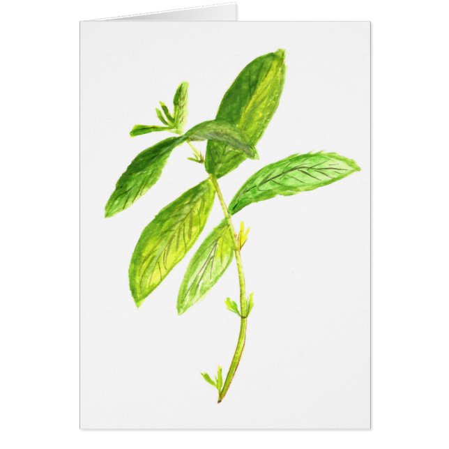 Acuarela de hierba de menta acuática Green Garden  (Frente)