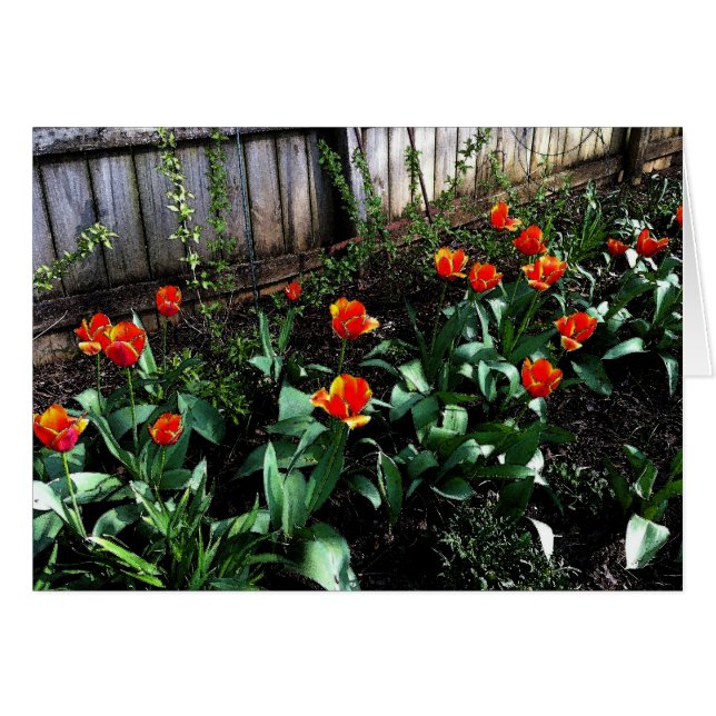 Acuarela del tulipán (Anverso (Horizontal))