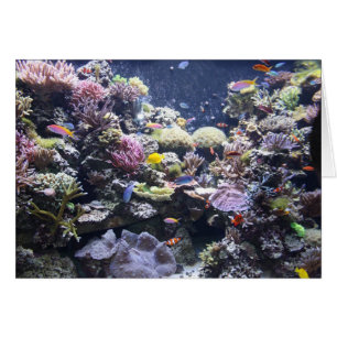 Acuario