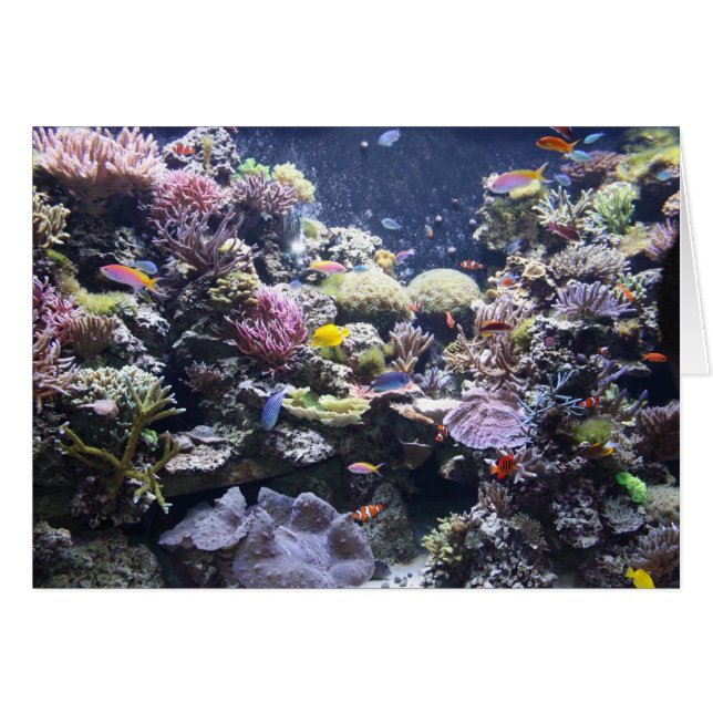 Acuario (Anverso (Horizontal))