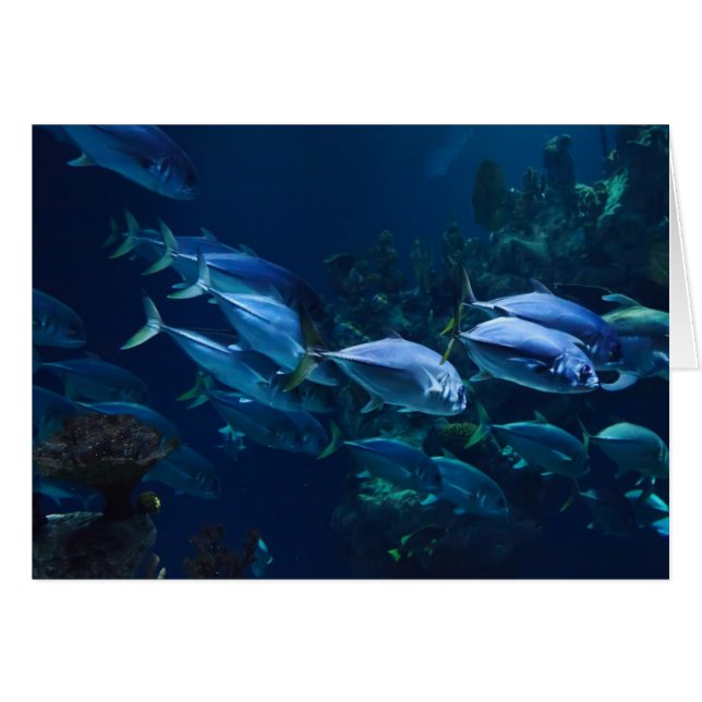 Acuario (Anverso (Horizontal))