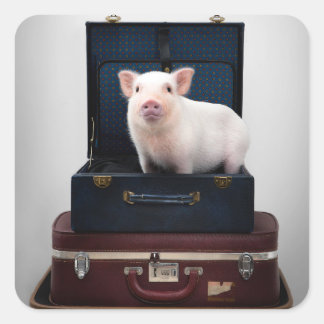 Acumular Pegatinas de cerdo