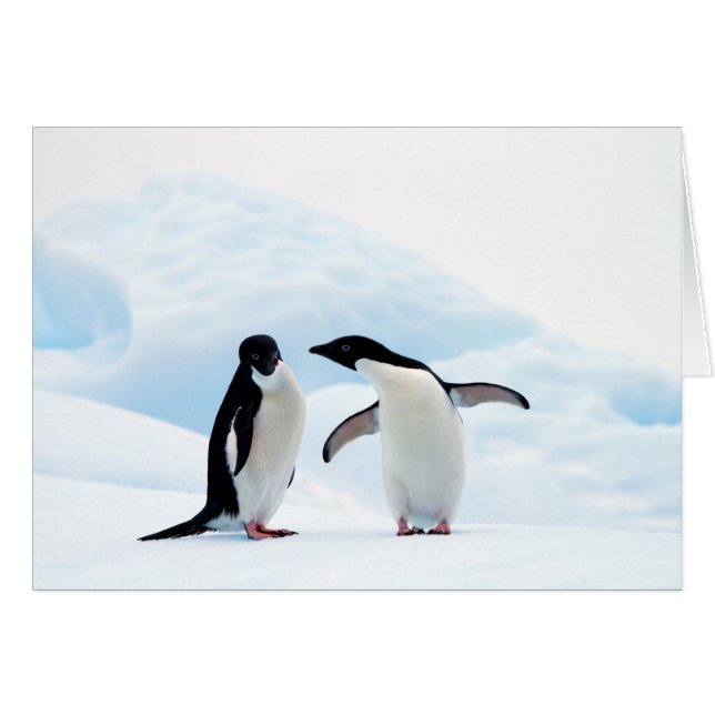Adelie Penguins (Anverso (Horizontal))