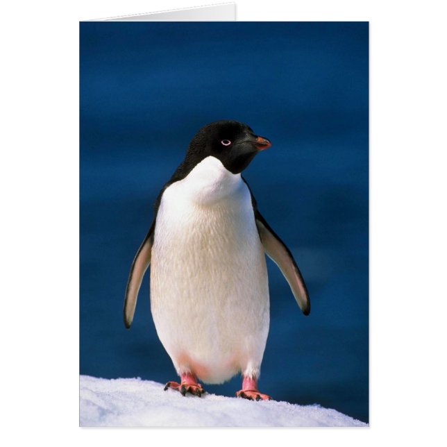 Adelie Penguins (Frente)