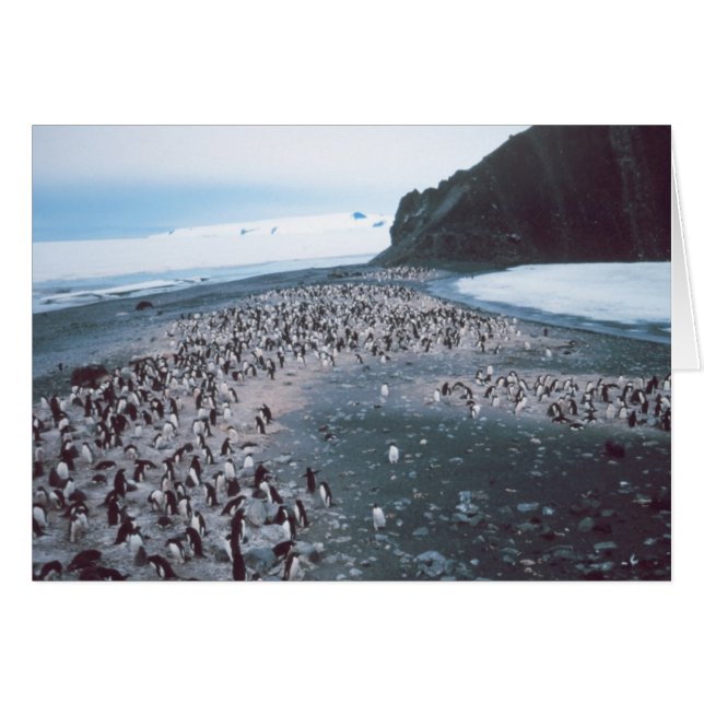 Adelie Penguins (Anverso (Horizontal))