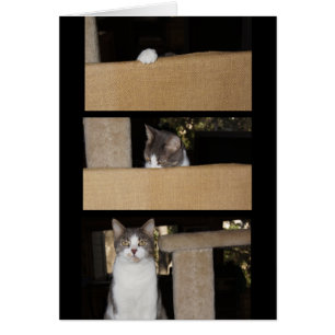 Admirador divertido del gato