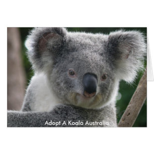 Adopción de tarjeta a Koala Australia