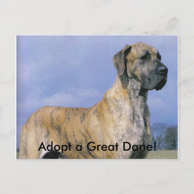 Adopta una postal de Great Dane! (Anverso)